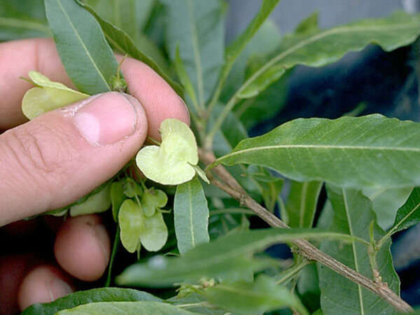 Слика од Dodonaea viscosa (L.) Jacq.