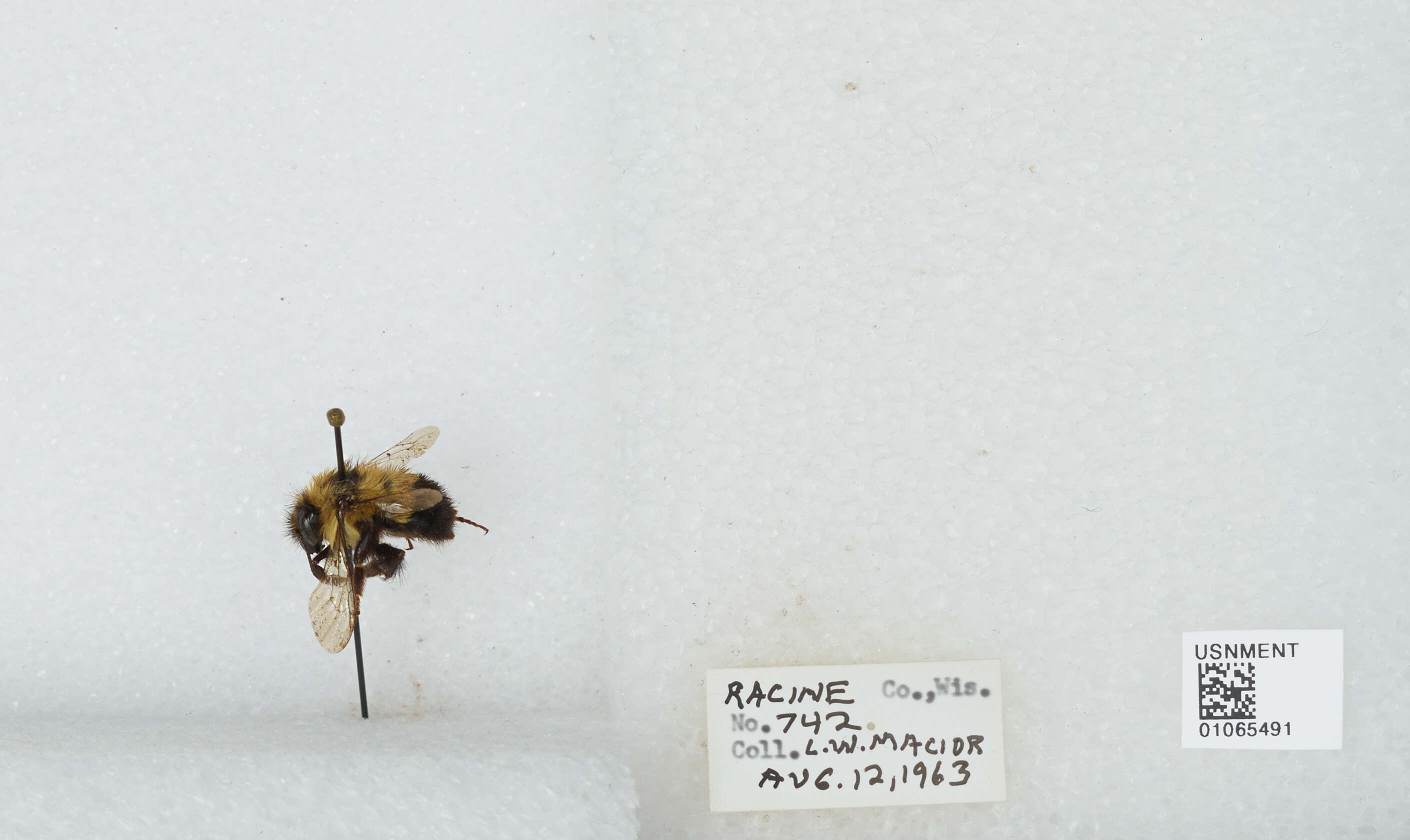 Слика од Bombus affinis Cresson 1864