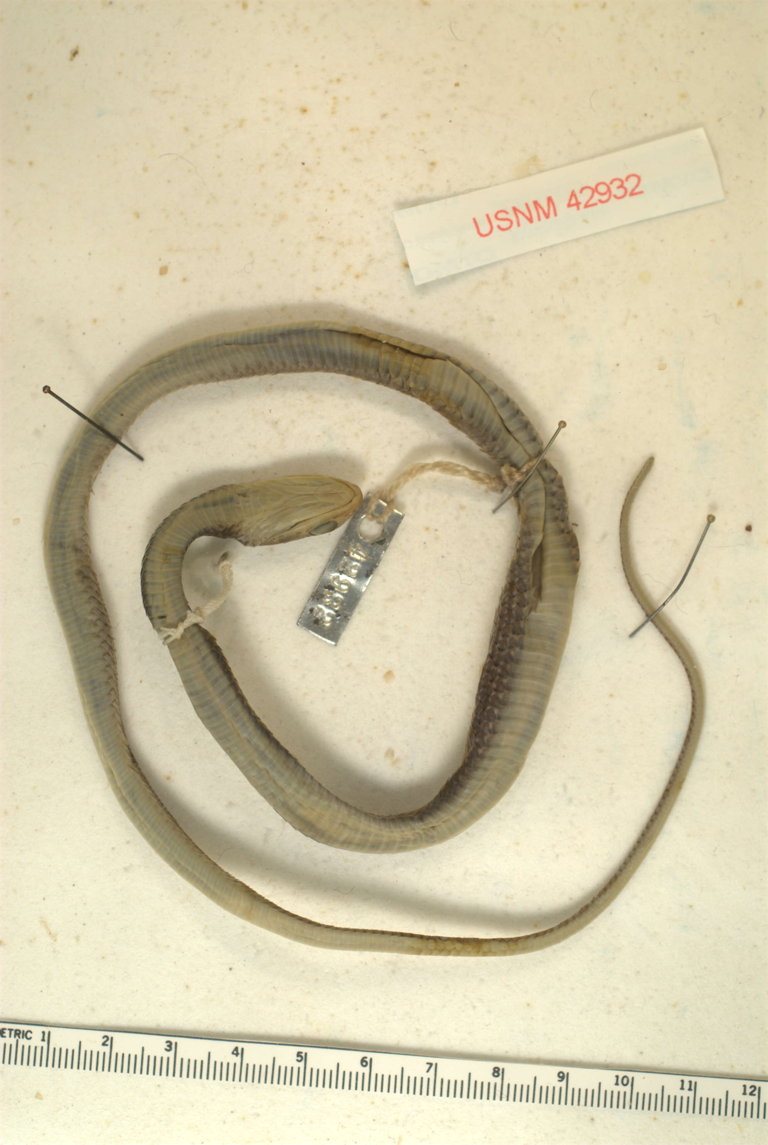 Image of Chinese Ratsnake