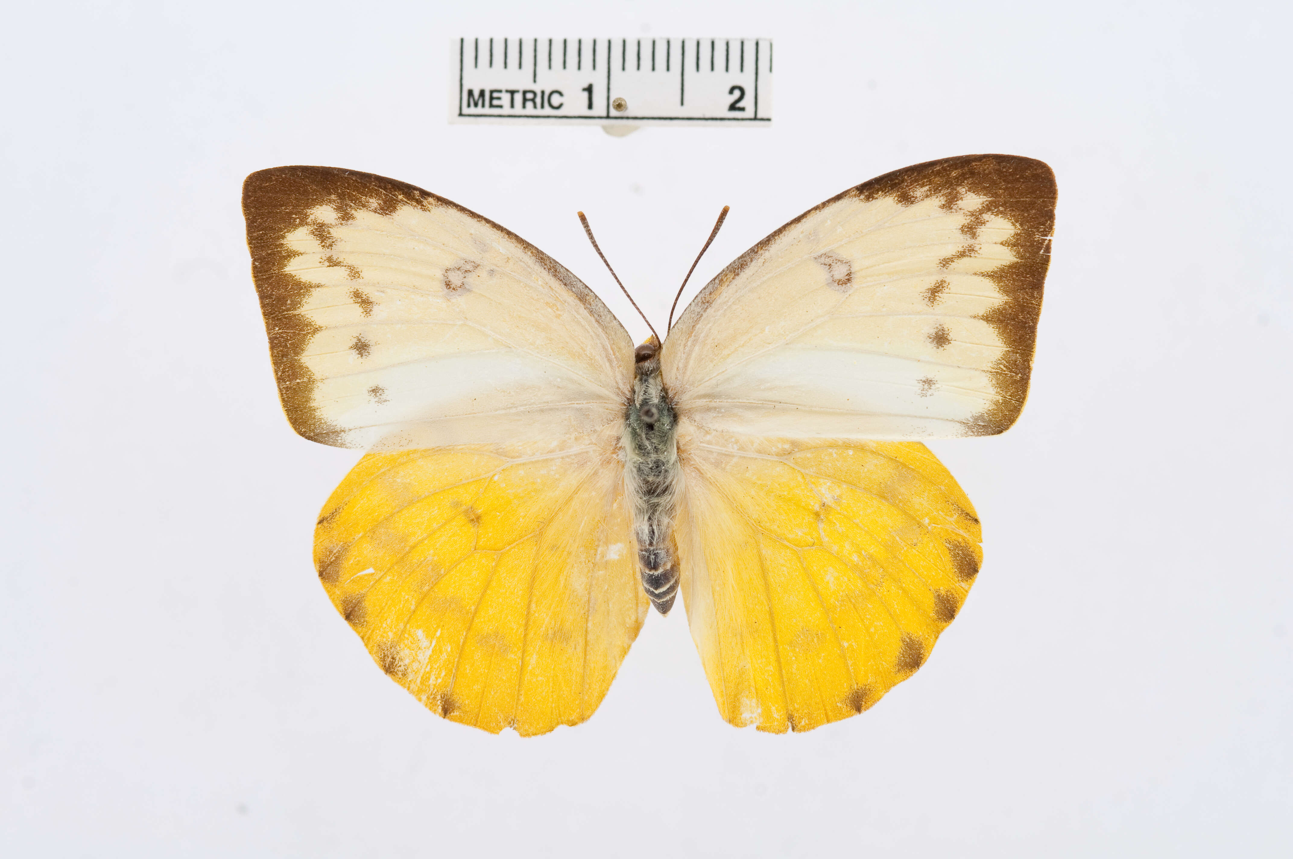 Image of Catopsilia scylla (Linnaeus 1763)