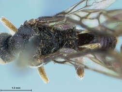 Image of Microplitis Förster 1862