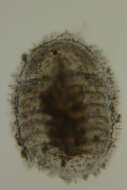Image of Ischnochitonidae