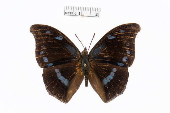 Charaxes mycerina Godart 1824的圖片