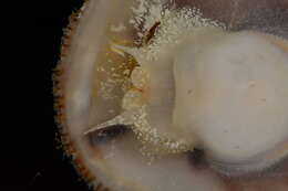 Image of Spiny cup and saucer shell