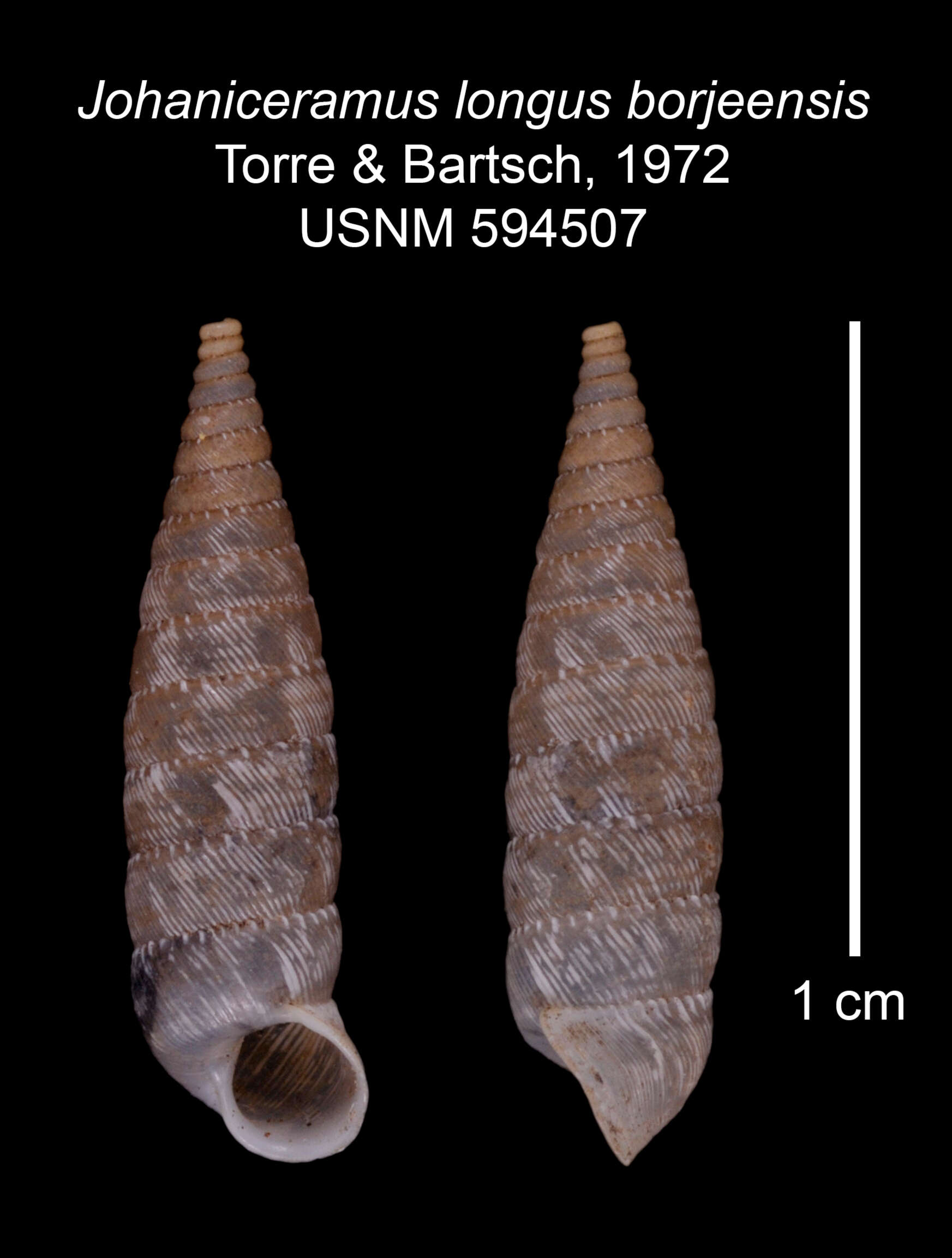 Imagem de Johaniceramus longus borjeensis C. Torre & Bartsch 1972