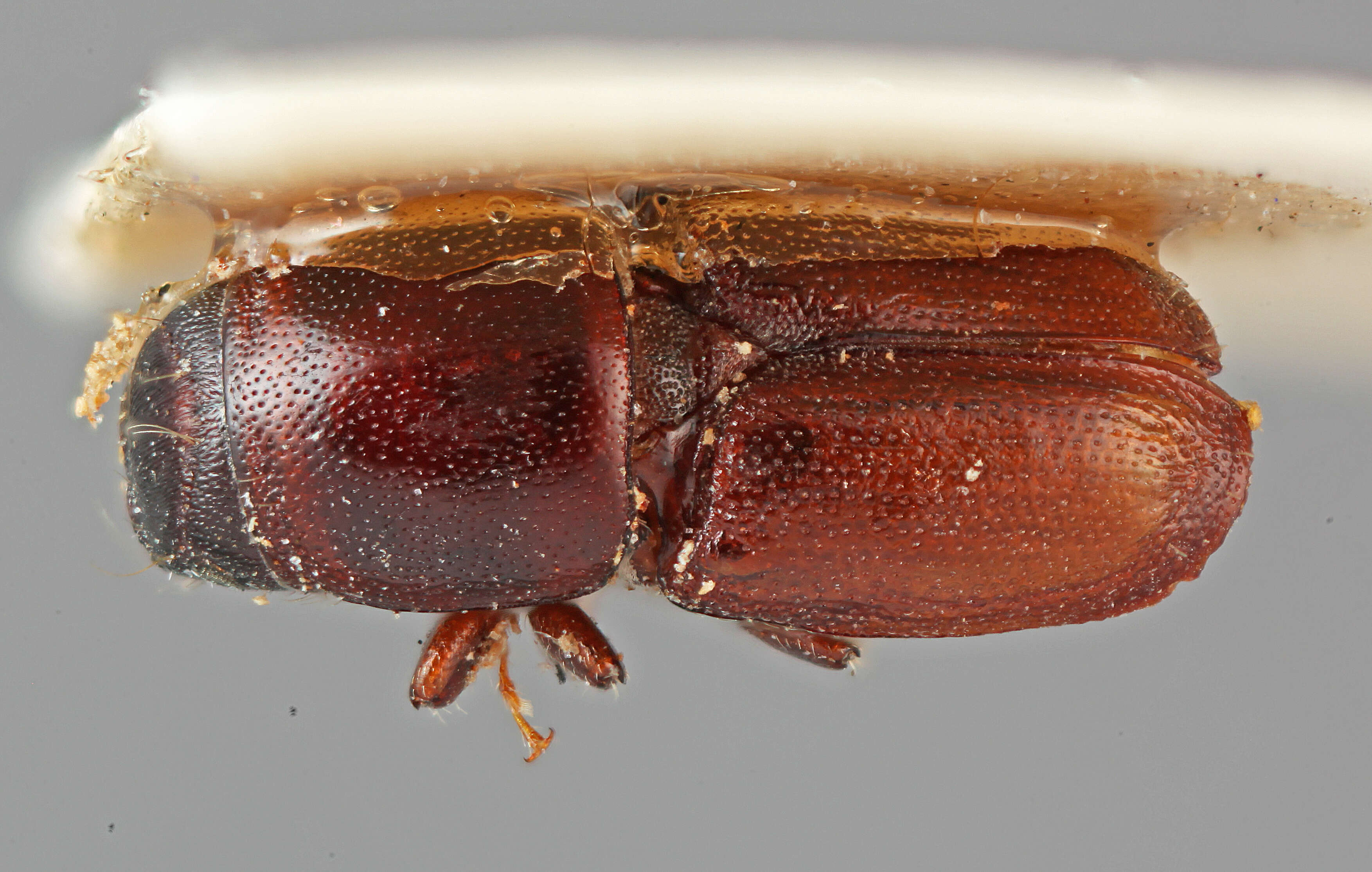 Image of Scolytus formosanus Eggers 1939