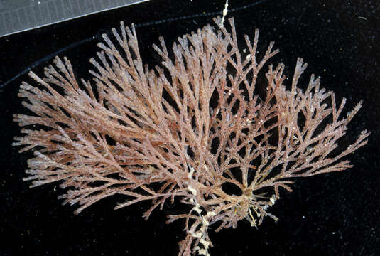 Image of Brown bryozoan