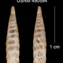 Imagem de Tomelasmus irroratus abraensis C. Torre & Bartsch 1972