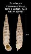 Imagem de Tomelasmus irroratus abraensis C. Torre & Bartsch 1972