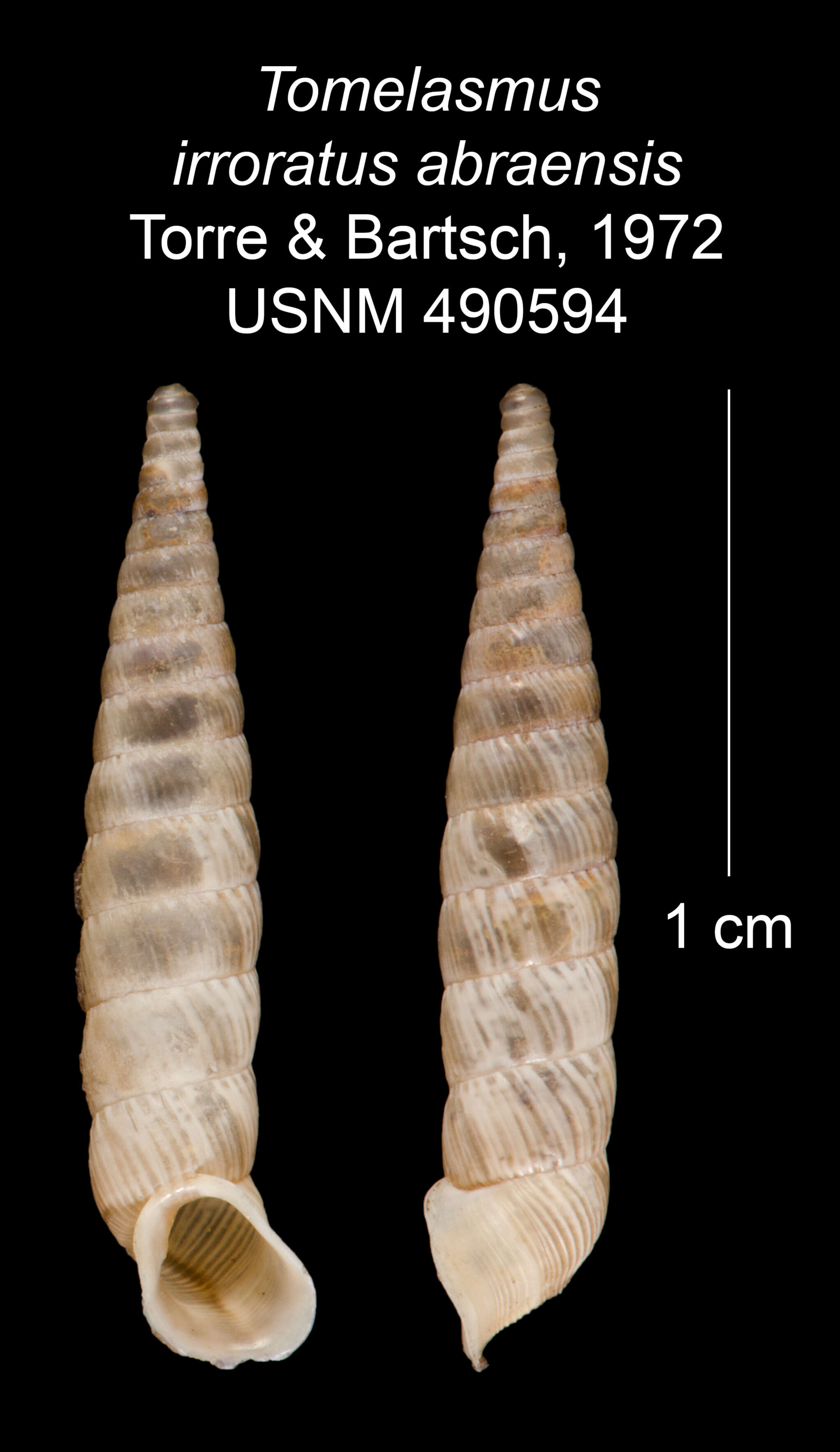 Imagem de Tomelasmus irroratus abraensis C. Torre & Bartsch 1972