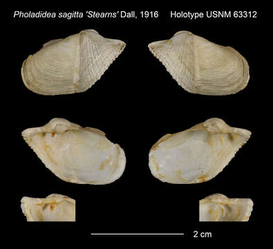 Image of Pholadidea W. Turton 1819