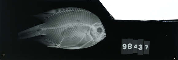 Image of Acanthochromis