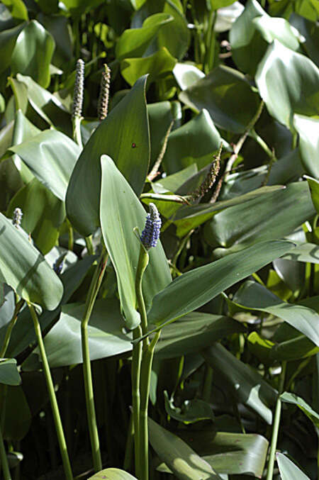 Image of pickerelweed