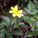 Image of Mt. Kahili Beggarticks