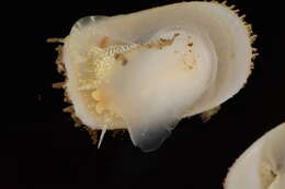 Image of Spiny cup and saucer shell