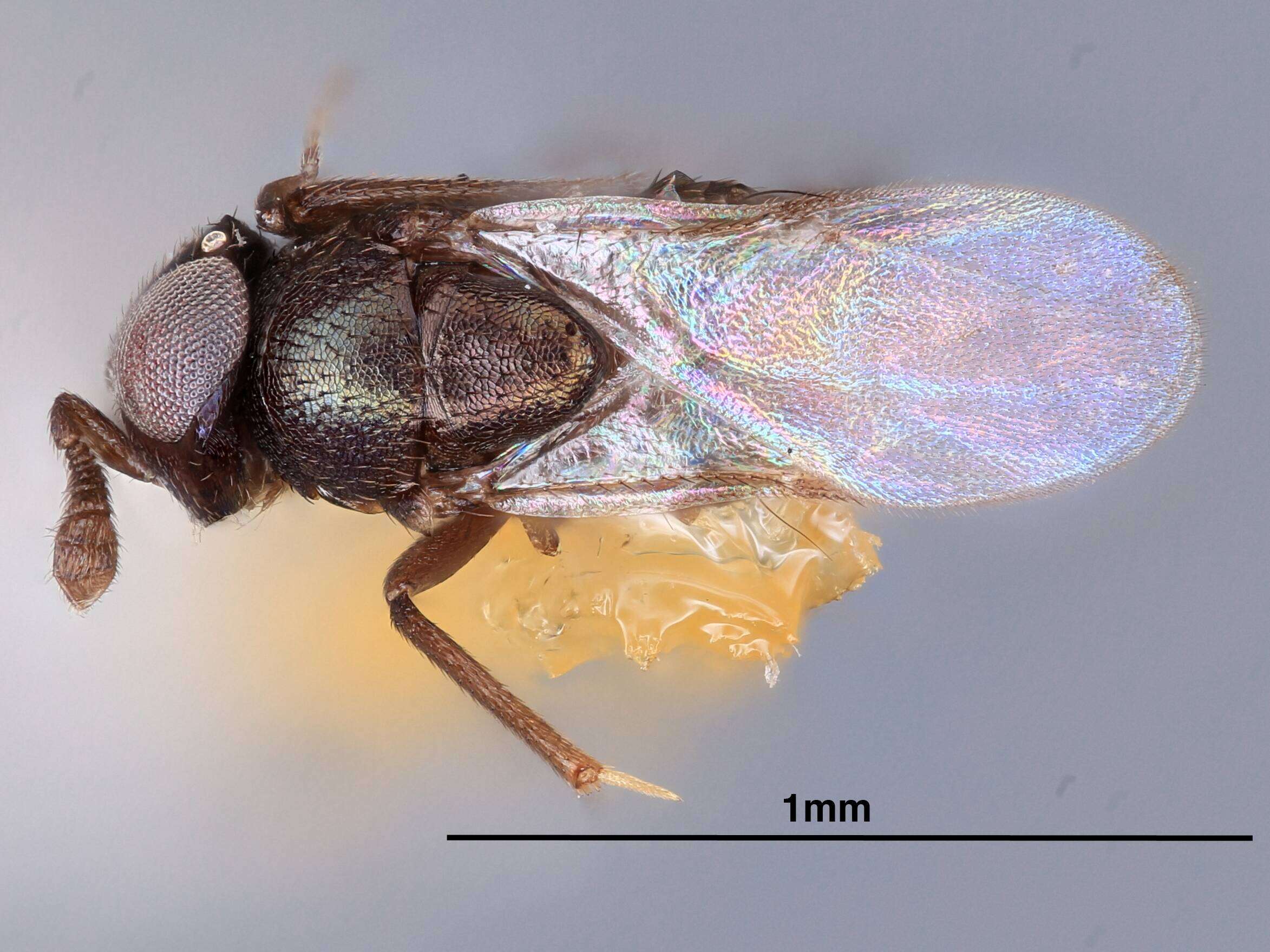 Plancia ëd Coelopencyrtus hylaei Burks 1958