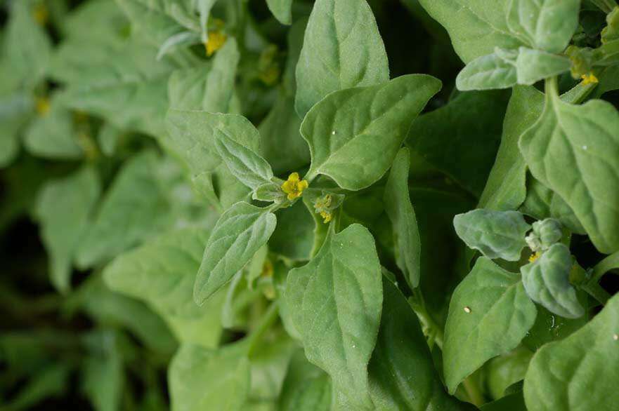 Image of New Zealand spinach