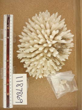 Image of Staghorn coral