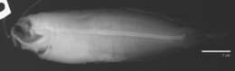 Image of prowfish