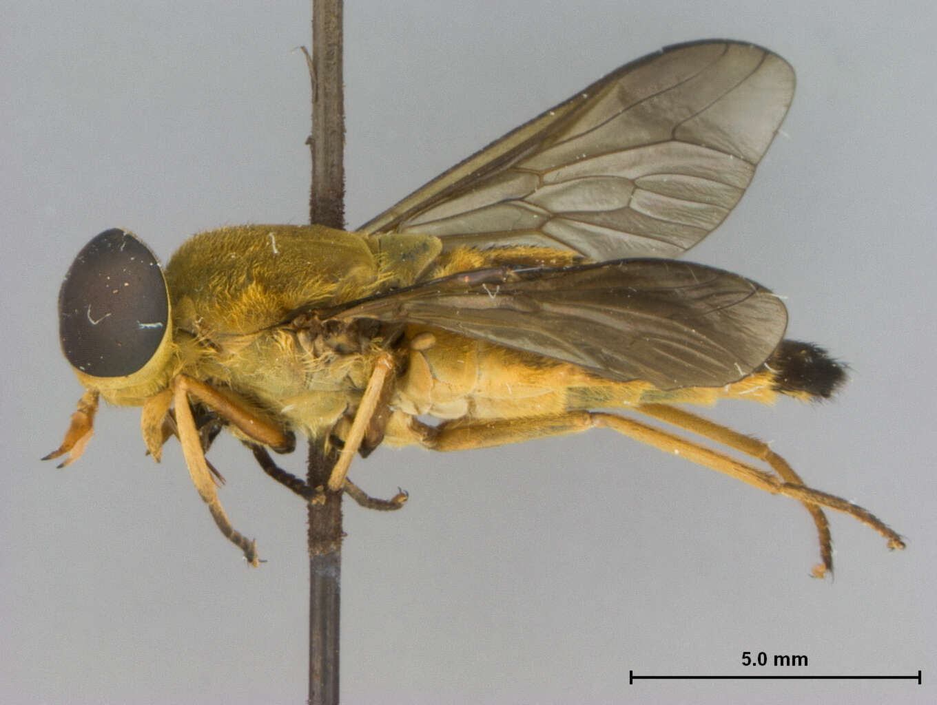 Image of Tabanus subhybridus Philip 1960