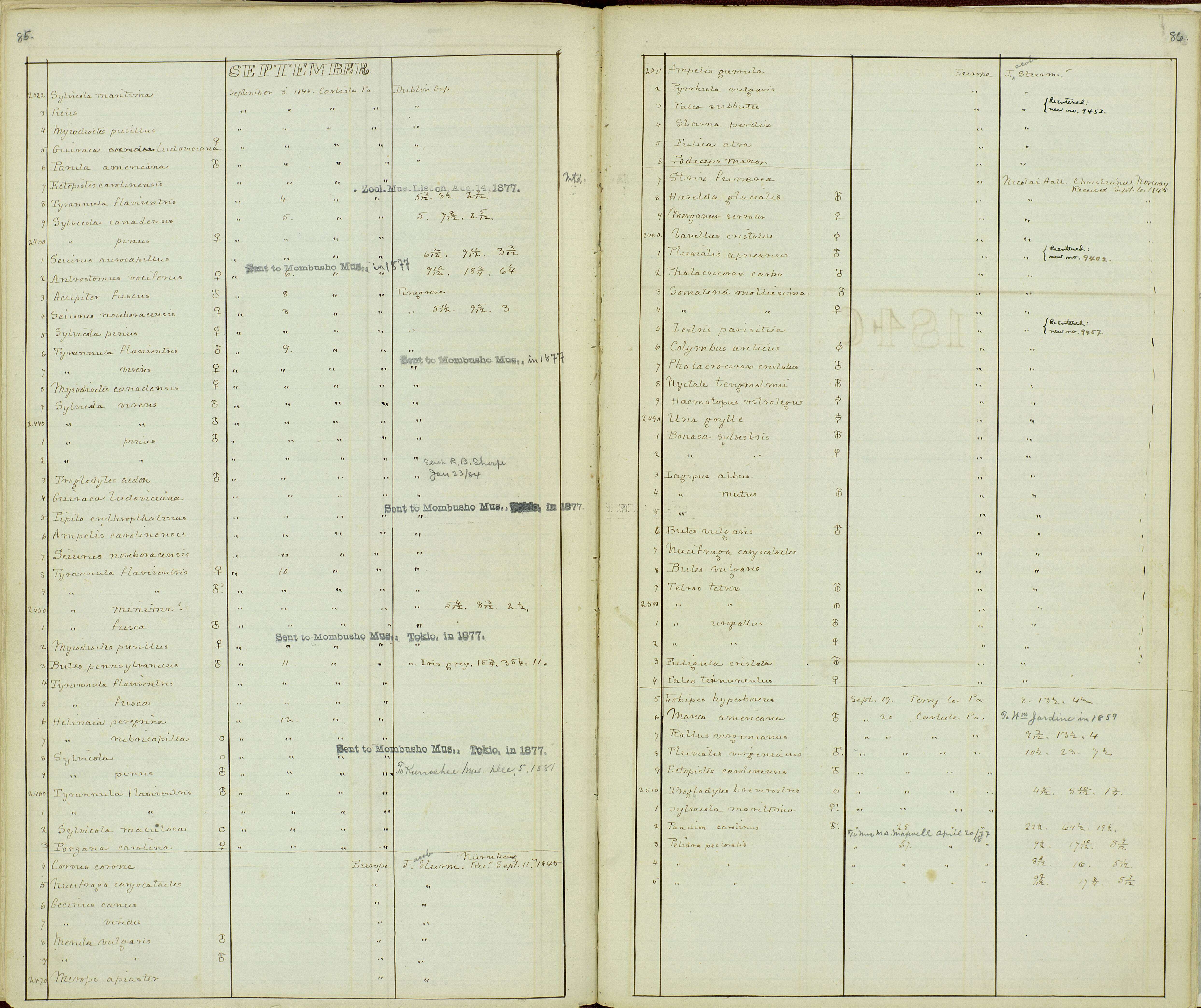 Plancia ëd Buteo platypterus (Vieillot 1823)