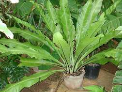 Image of Hawai'I birdnest fern