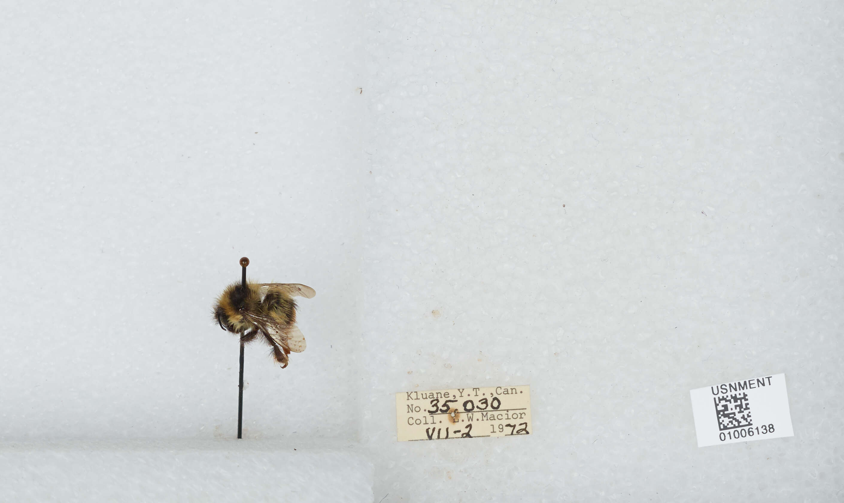 Image of Frigid Bumble Bee