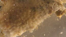 Image of Phylactella pacifica O'Donoghue 1923