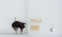 Image of Bombus morio (Swederus 1787)