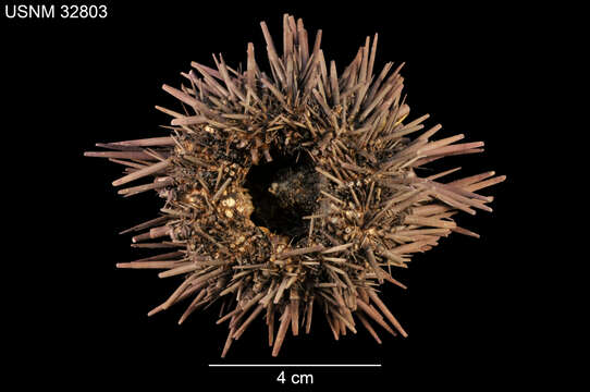 صورة Echinometra insularis H. L. Clark 1912