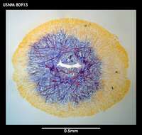 Image of Dokonemertes magellanensis Gibson 1985