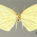 Image of Metanema flavida Dognin 1913