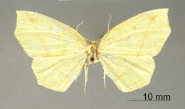 Image of Metanema flavida Dognin 1913