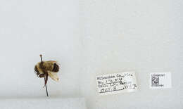 Слика од Bombus affinis Cresson 1864