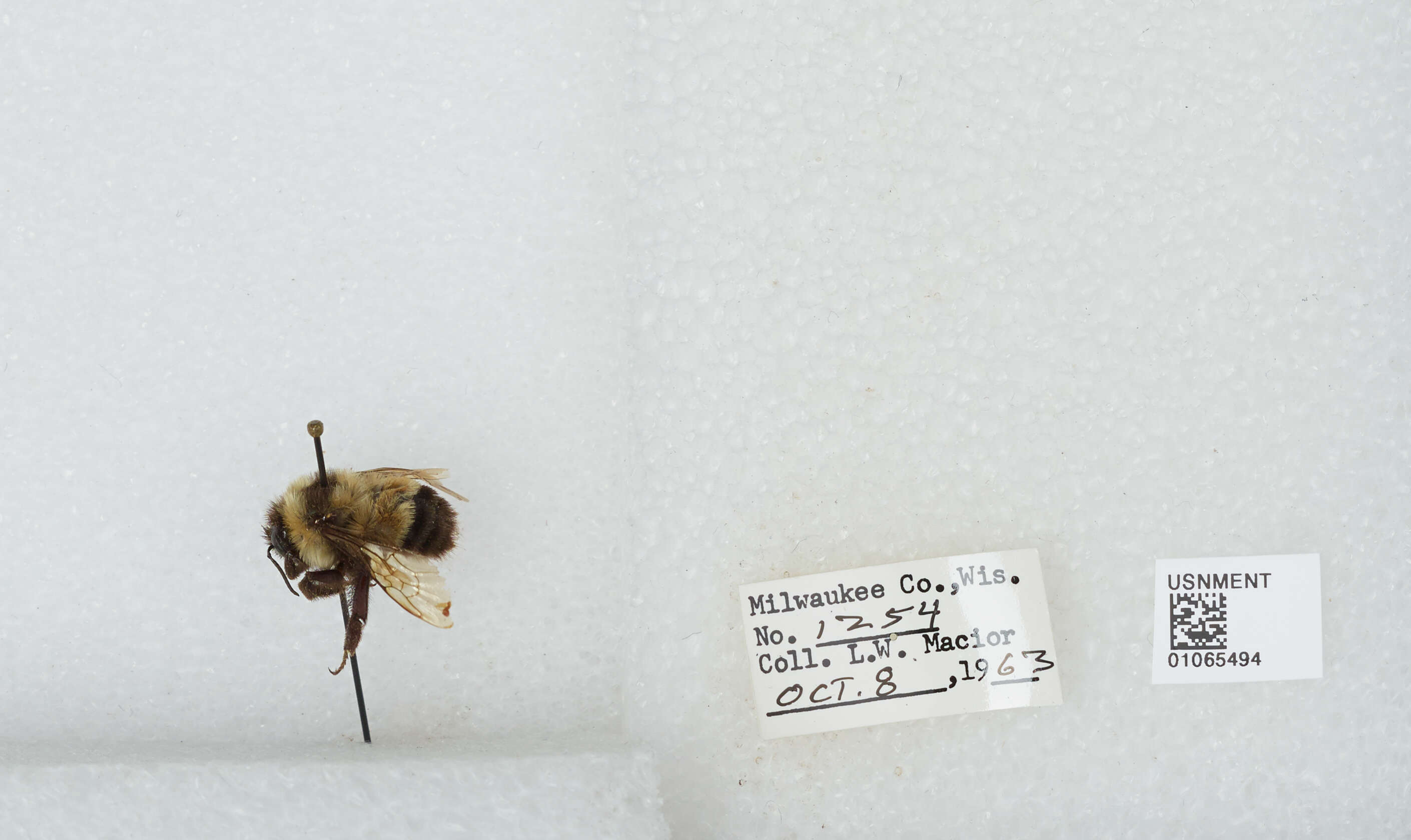 Слика од Bombus affinis Cresson 1864