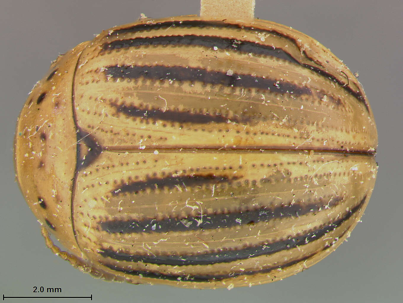 Image of Colorado potato beetle