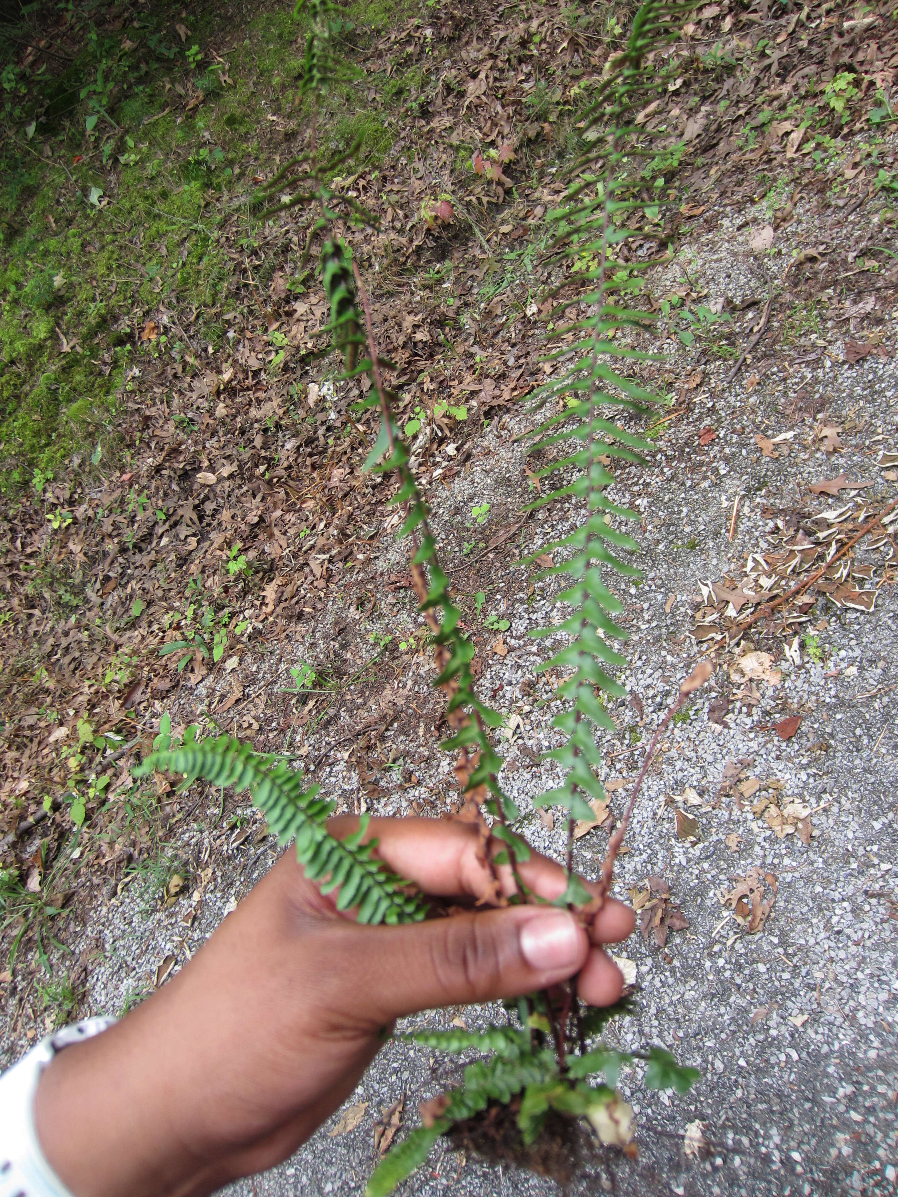 Asplenium platyneuron (L.) Britton, Sterns & Pogg. resmi