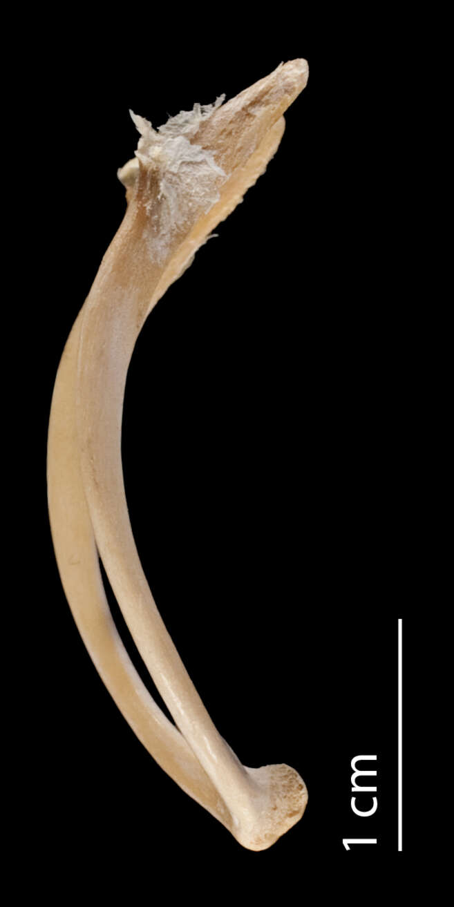 Image of Ibidorhynchidae