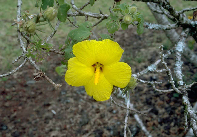 Image of Brackenridge's rosemallow