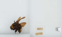 Bombus auricomus (Robertson 1903) resmi