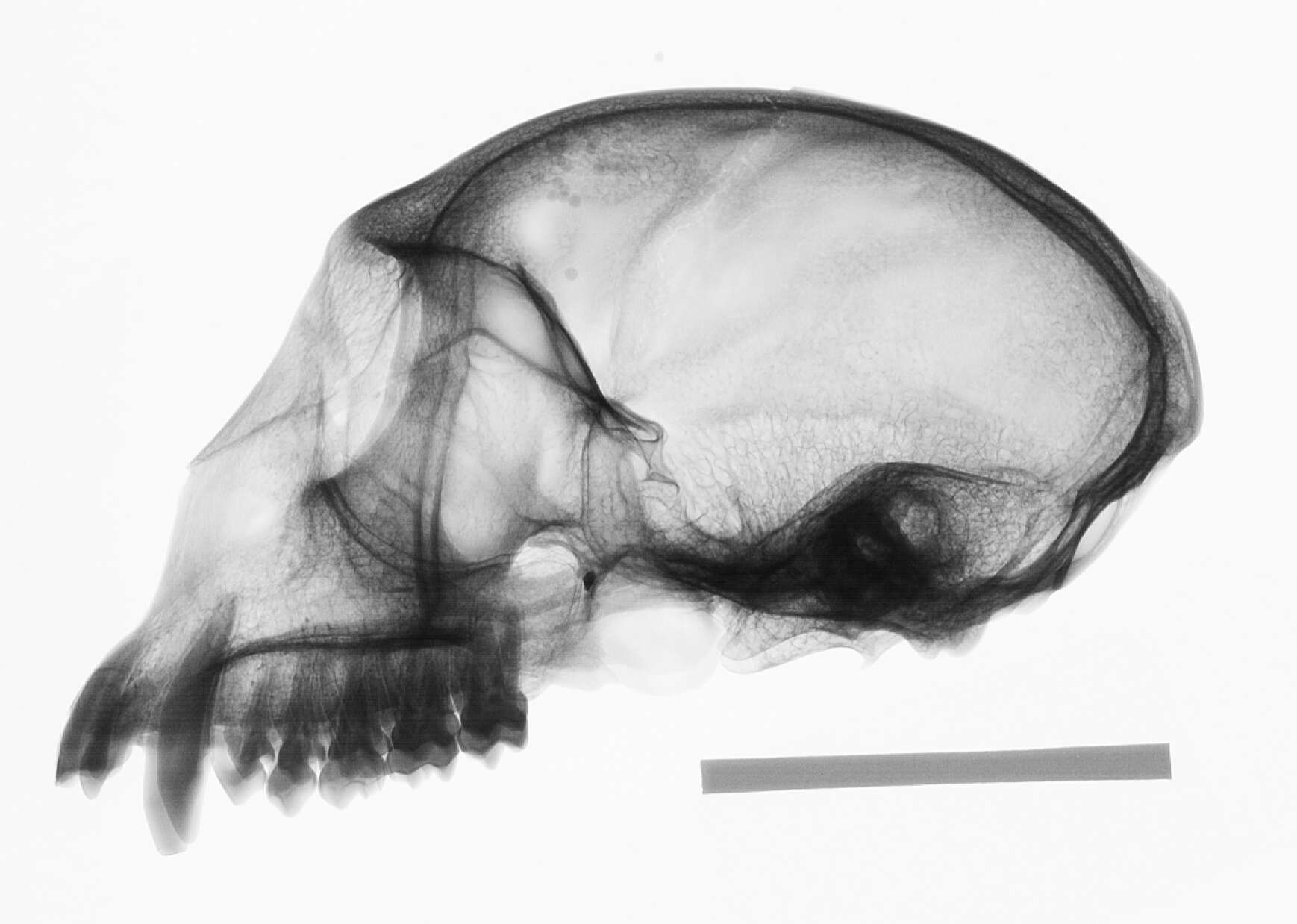 Image de Cercopithecus mitis stuhlmanni Matschie 1893