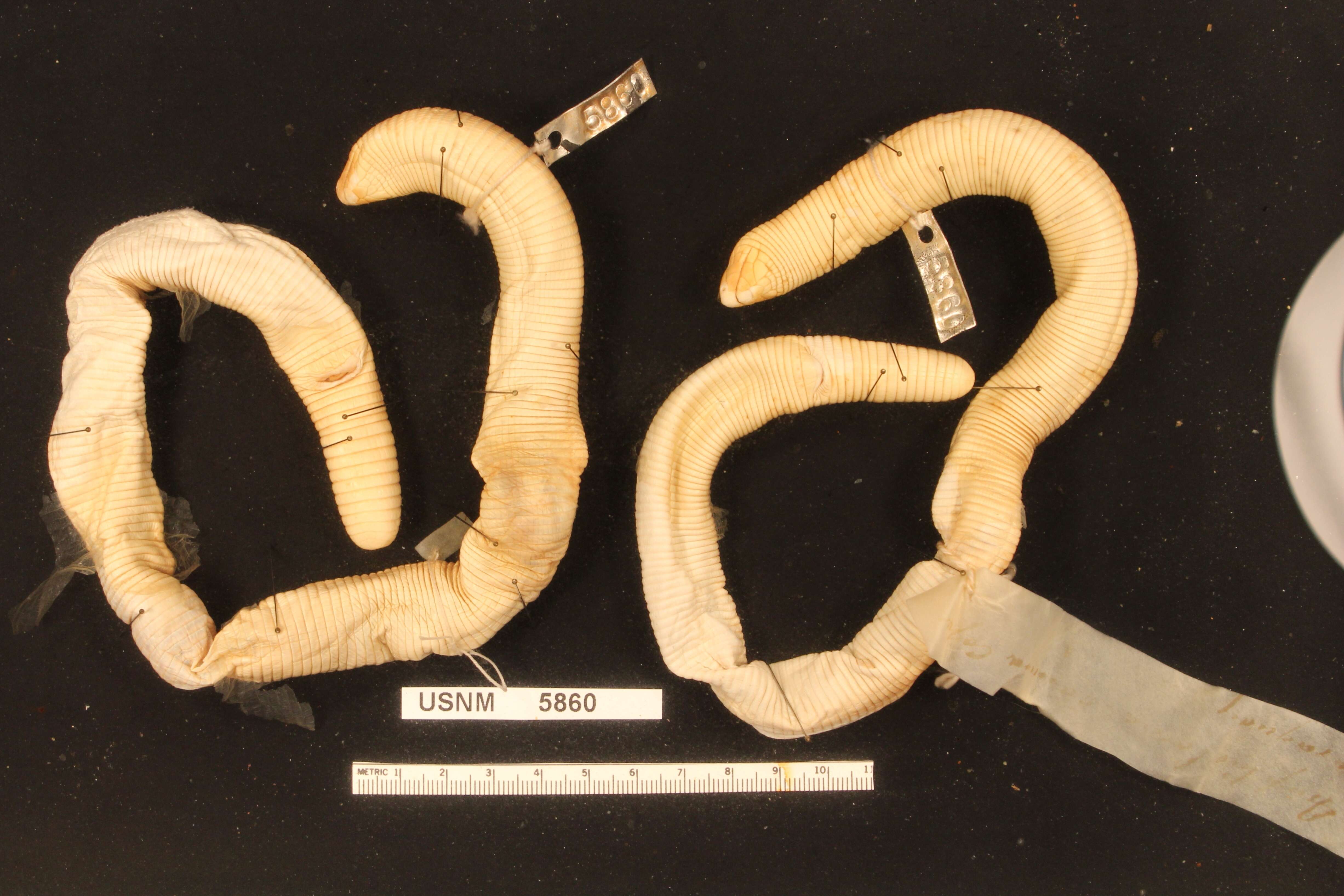Image of Crooked Worm Lizard