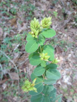 Image of Curtiss' lespedeza