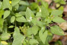 Image of American black nightshade