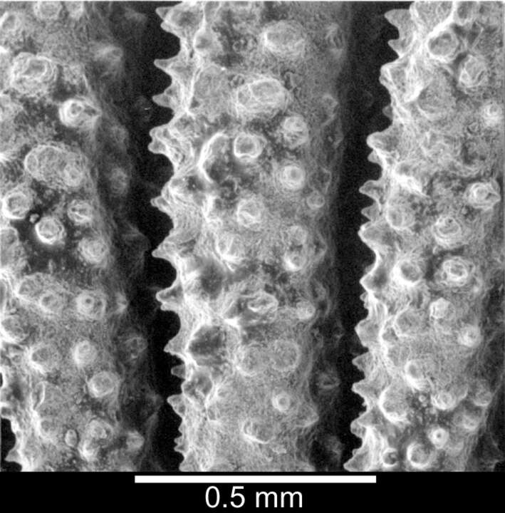 Plancia ëd Australocyathus Cairns & Parker 1992