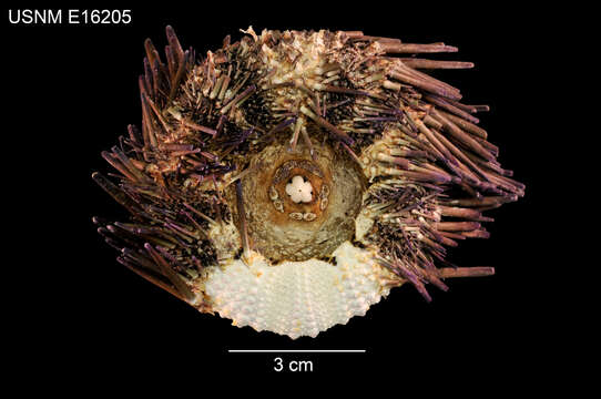 Image of Echinometra lucunter polypora Pawson 1978