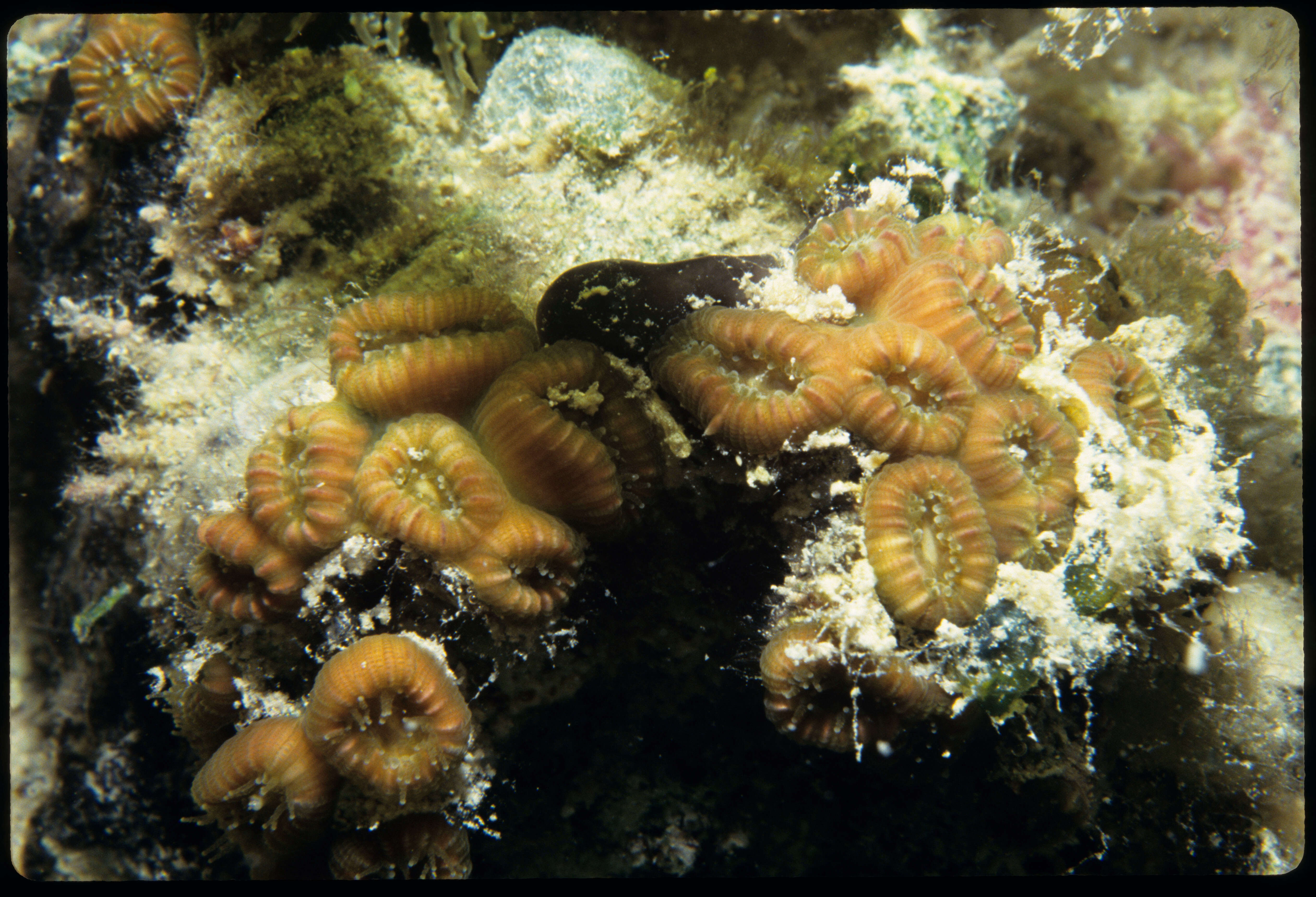 Image of Golfball Coral