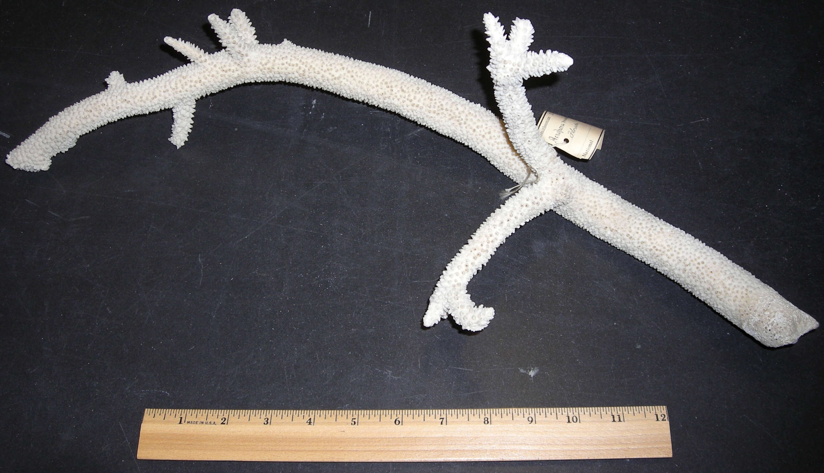 Image of Staghorn Coral