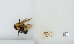 Слика од Bombus affinis Cresson 1864