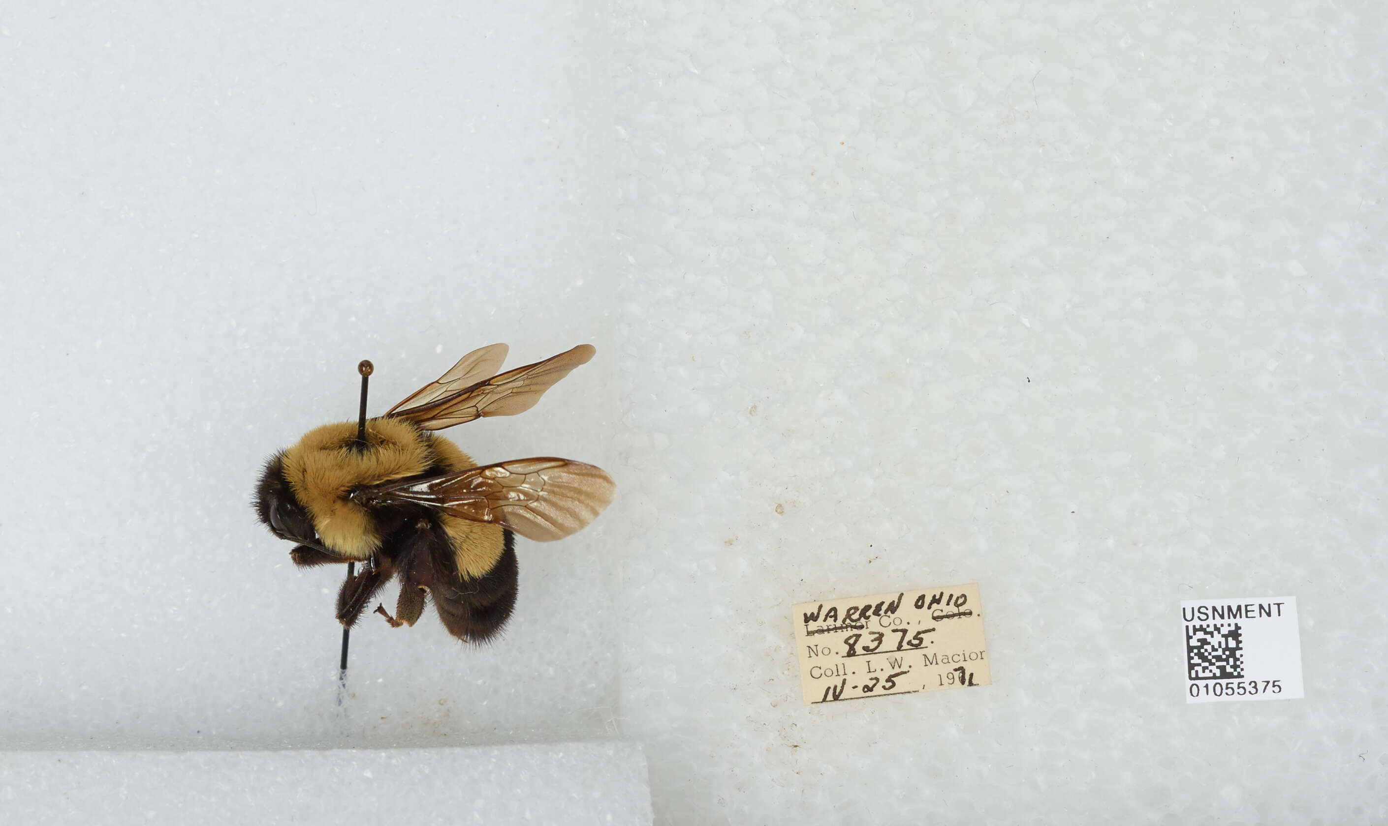 Слика од Bombus affinis Cresson 1864